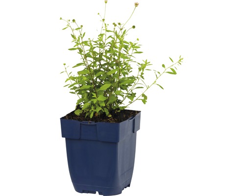 Črepníková rastlina Rudbeckia triloba v črepníku