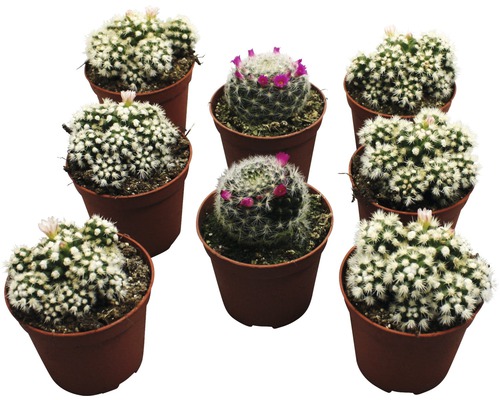 Deväť kvitnúcich kaktusov Mammillaria v kvetináčoch