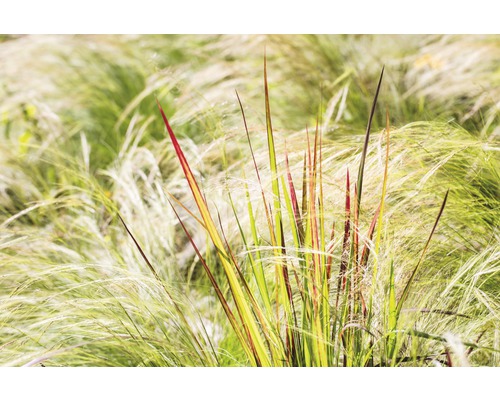 Okrasná tráva v záhradnom záhone