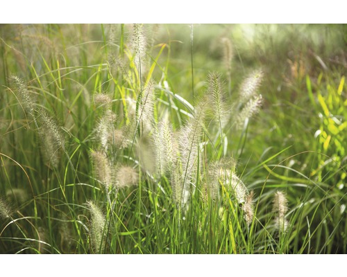 Ozdobná tráva v záhrade