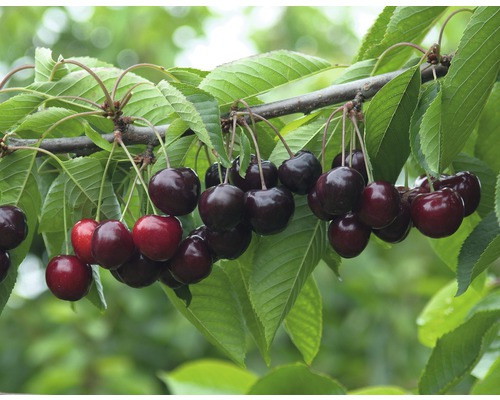 Čerešňa chrupka BIO čierna FloraSelf Bio Prunus avium 'Veľká čierna' výška kmeňa 35-40 cm celková výška 80-90 cm kvetináč 5 l