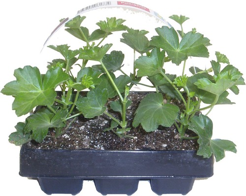 Pelargónia štítnatá Pelargonium peltatum 6 x 9 cm, balenie 6 ks