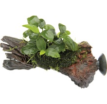 Akvarijná rastlina na koreni s prísavkou na upevnenie v akváriu