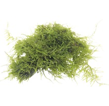 Machové gule do akvárií