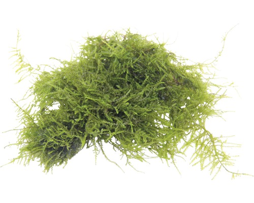 Machové gule do akvárií