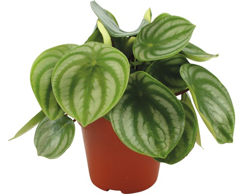 Peperómia, pieprovec FloraSelf Peperomia argyreia výška 20-25 cm kvetináč Ø 12 cm