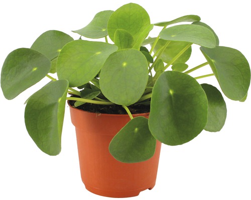 Pilea FloraSelf Pilea peperomioides výška 17-22 cm kvetináč Ø 10,5 cm