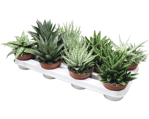 Niekoľko rastlín Aloe Aristata v kvetináčoch na podnose