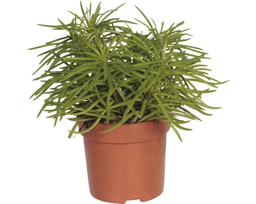 Črepníková rastlina so zelenými listami v tvare ceruzky