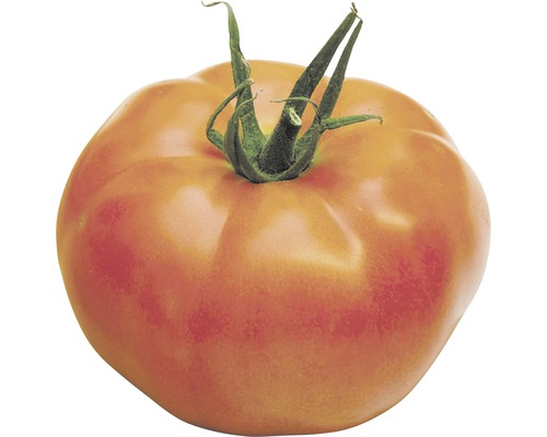Paradajka mäsitá Master v kvetináči Ø 10,5 cm Paradajka mäsitá Master v kvetináči Ø 10,5 cm