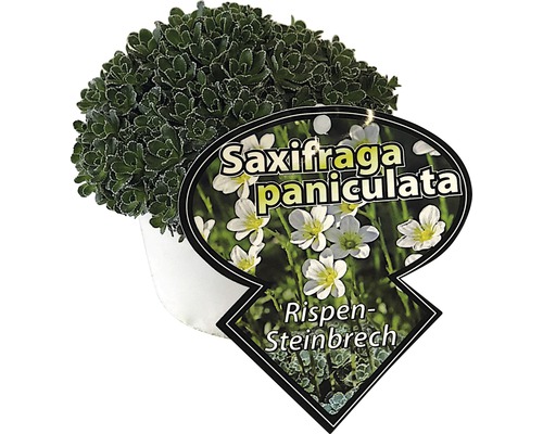 Lomikameň FloraSelf Saxifraga paniculata výška 5-10 cm kvetináč 0,5 l