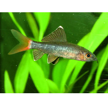 Mrenka nádherná v akváriu