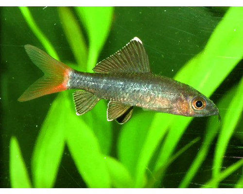 EPALZEORHYNCHUS FRENATUS ALBIN Labeo červenoploutvé albín Mrenka nádherná v akváriu