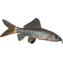 Siamská parmička čiernopruhá ryba do akvária