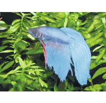 Bojovnica pestrá v akváriu s rastlinami