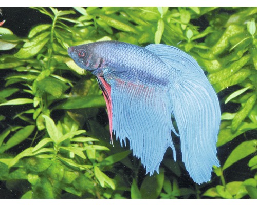 Bojovnica pestrá v akváriu s rastlinami