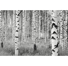 Fototapeta vliesová XXL4-023 Woods 4-dielna 368x248 cm