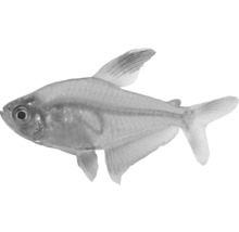 Tetra čierna ryba do akvárií