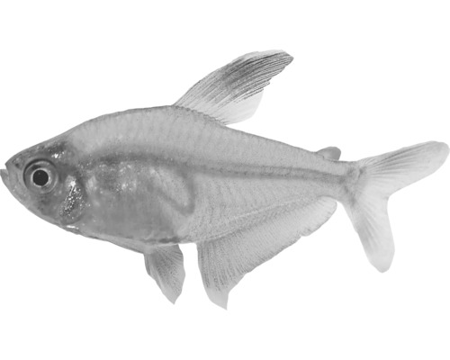 Tetra čierna ryba do akvárií