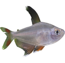 Tetra kráľovská