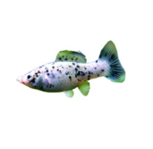 Živorodka velkoplutvá strieborná Poecilia latipina silver 4 cm