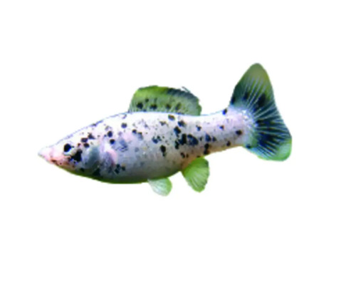 Okrasná ryba molly dalmatín