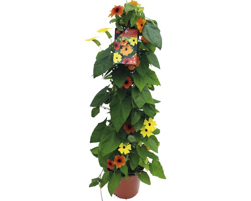 Čiernooká Zuzana trojfarebná FloraSelf Thunbergia alata celková výška cca 90 cm Ø 19 cm kvetináč