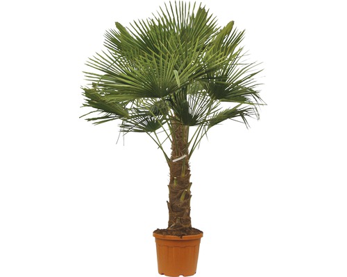 Palma konopná FloraSelf Trachycarpus fortunei kmeň 30-40 cm celková výška 110-120 cm kvetináč Ø 34 cm