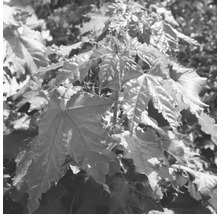 Javor mlieč ​​FloraSelf Acer platanoides 'Globosum' výška 125-150 cm kvetináč 18 l