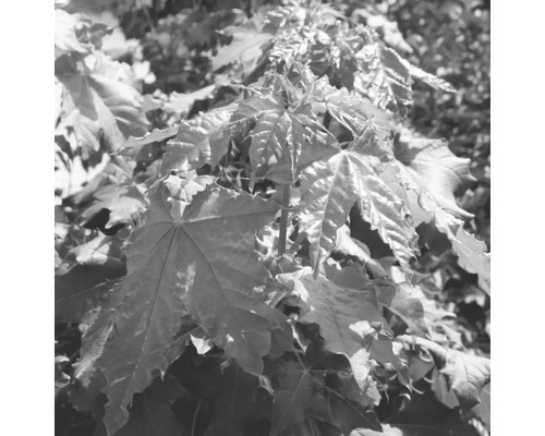 Detail javorových listov