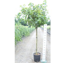 Javor mlieč ​​FloraSelf Acer platanoides 'Globosum' výška 125-150 cm kvetináč 18 l