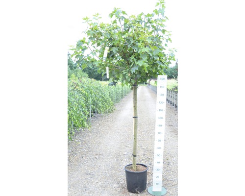 Javor poľný v kvetináči s uvedením veľkosti ako záhradný prvok