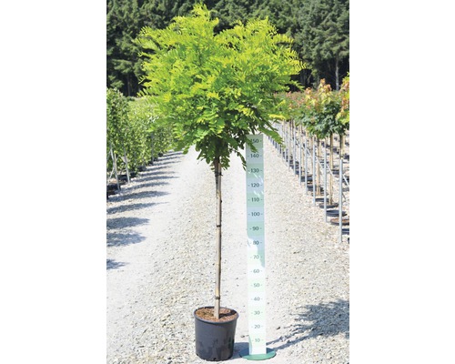 Guľový gledíčia v kvetináči s uvedením veľkosti.