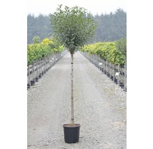 Vavrín v kvetináči pre záhradu alebo terasu