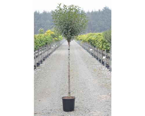 Vavrín v kvetináči pre záhradu alebo terasu