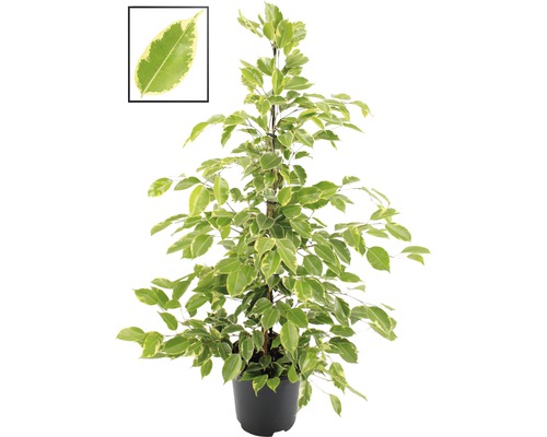 Fikus benjamín FloraSelf Ficus benjamina 'Golden King' výška 100-110 cm kvetináč Ø 21 cm