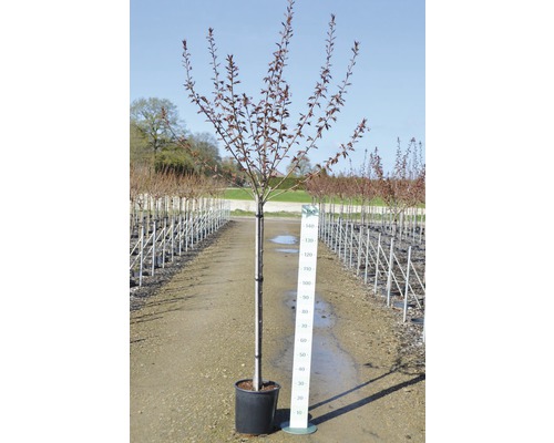 Slivka čerešňoplodá v kvetináči s uvedením veľkosti