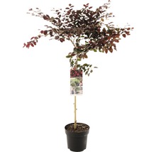 Vilín čínský na kmienku FloraSelf Loropetalum chinense 'Fire Dance' výška kmeňa 50 cm kvetináč 3 l