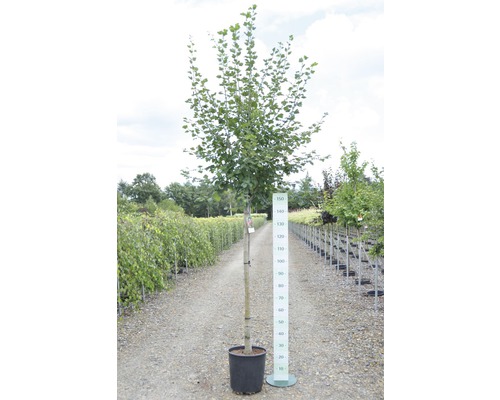 Strom v kvetináči s uvedením veľkosti