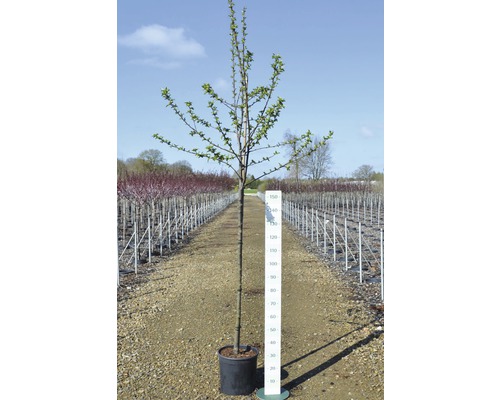 Mladý strom v kvetináči s meradlom na určenie veľkosti.