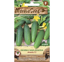 Balenie semien uhorky Amelia F1 od Moravo Seed