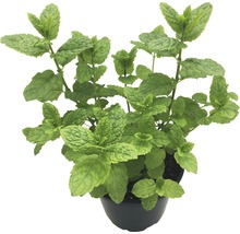 Rastlina mäty v kvetináči