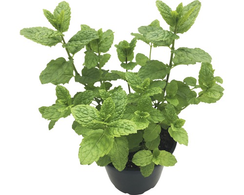 Rastlina mäty v kvetináči