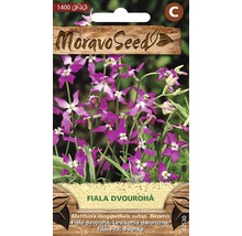 Balenie semien kvetov večernice vonnej