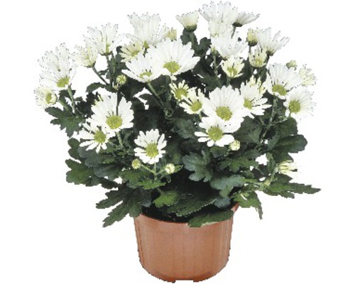 Chryzantéma Chrysanthemum indicum kvetináč Ø 9 cm 1 ks, rôzne farby