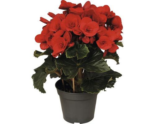 Begónia vyvýšená FloraSelf Begonia elatior 'Baladin' výška 20-25 cm kvetináč Ø 14 cm