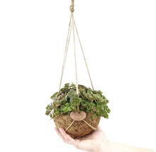 Závesná rastlina Kokedama v ruke