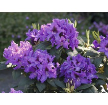 Kvitnúci rododendron s fialovými kvetmi