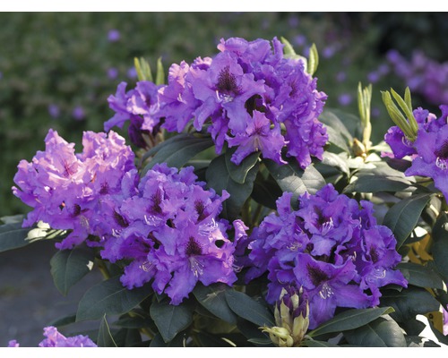Rododendron x hybrid ''Rasputin' výška 30-40 cm kvetináč 5 l