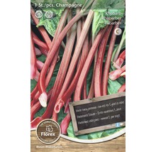 Rastlina rebarbory Champagne